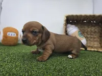 Dakota, a male Dachshund for sale in Fort Wayne, IN – Photo 4 of 8