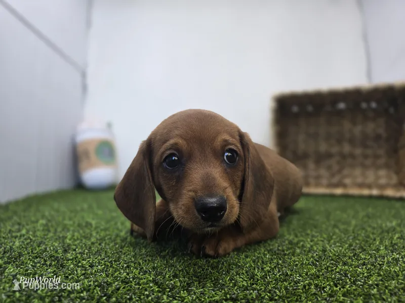 Dakota – Dachshund puppy for sale in Fort Wayne, IN