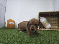 Dakota, a male Dachshund for sale in Fort Wayne, IN – Photo 6 of 8