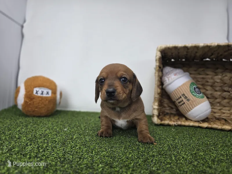 Dakota – Dachshund puppy for sale in Fort Wayne, IN