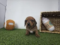 Dakota, a male Dachshund for sale in Fort Wayne, IN – Photo 1 of 8