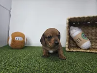 Dakota, a male Dachshund for sale in Fort Wayne, IN – Photo 2 of 8