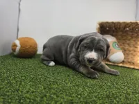 Jade, a female Cane Corso for sale in Fort Wayne, IN – Photo 3 of 8