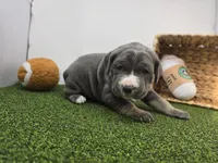 Jade, a female Cane Corso for sale in Fort Wayne, IN – Photo 4 of 8