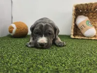 Jade, a female Cane Corso for sale in Fort Wayne, IN – Photo 5 of 8