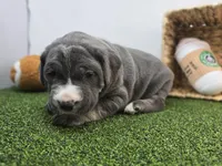 Jade, a female Cane Corso for sale in Fort Wayne, IN – Photo 1 of 8