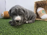 Jade, a female Cane Corso for sale in Fort Wayne, IN – Photo 2 of 8