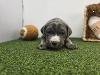 Jade, a female Cane Corso for sale in Fort Wayne, IN – Photo 6 of 8