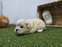 Alice, a male Bichon Frise and Pekingese for sale in Fort Wayne, IN – Photo 6 of 8