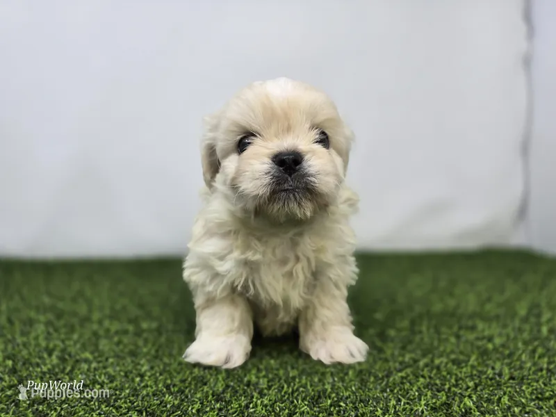 Alice – Bichon Frise, Pekingese puppy for sale in Fort Wayne, IN