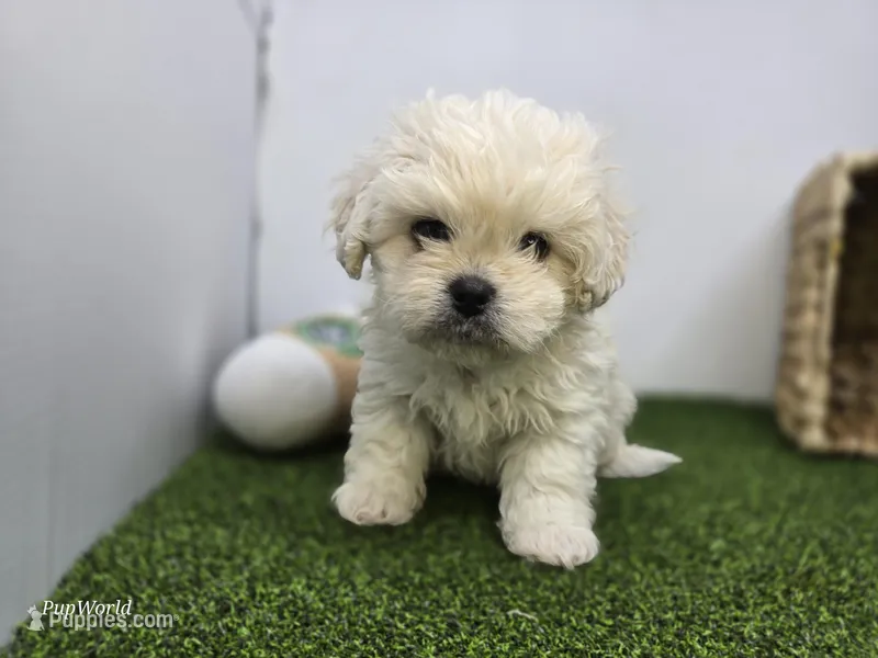 Alice – Bichon Frise, Pekingese puppy for sale in Fort Wayne, IN