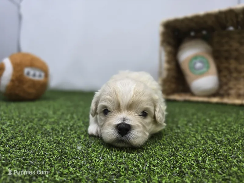 Alice – Bichon Frise, Pekingese puppy for sale in Fort Wayne, IN