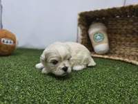 Alice, a male Bichon Frise and Pekingese for sale in Fort Wayne, IN – Photo 5 of 8