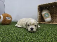 Alice, a male Bichon Frise and Pekingese for sale in Fort Wayne, IN – Photo 4 of 8