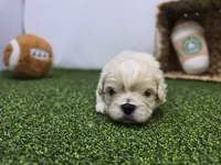 Alice, a male Bichon Frise and Pekingese for sale in Fort Wayne, IN – Photo 2 of 8