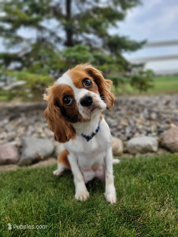 Riley – Cavalier King Charles Spaniel puppy for sale in Fort Wayne, IN