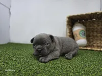 Joey, a male Frenchton for sale in Fort Wayne, IN – Photo 5 of 6