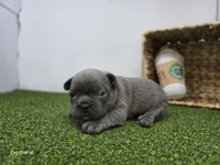 Joey, a male Frenchton for sale in Fort Wayne, IN – Photo 6 of 6