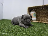 Joey, a male Frenchton for sale in Fort Wayne, IN – Photo 2 of 6