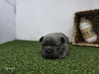 Joey, a male Frenchton for sale in Fort Wayne, IN – Photo 4 of 6