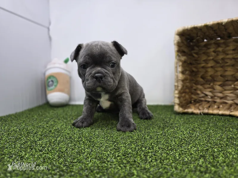 Joey – Frenchton puppy for sale in Fort Wayne, IN