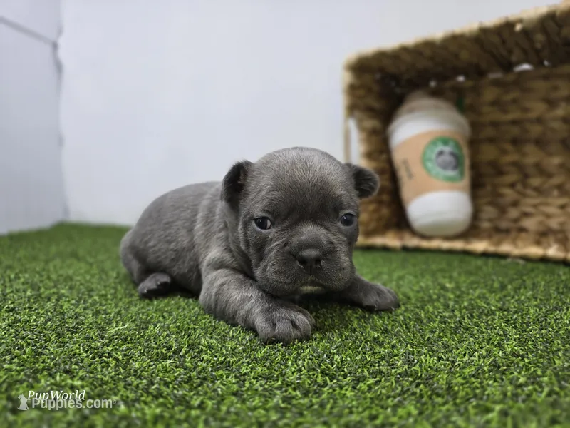 Joey – Frenchton puppy for sale in Fort Wayne, IN