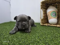 Joey, a male Frenchton for sale in Fort Wayne, IN – Photo 3 of 6