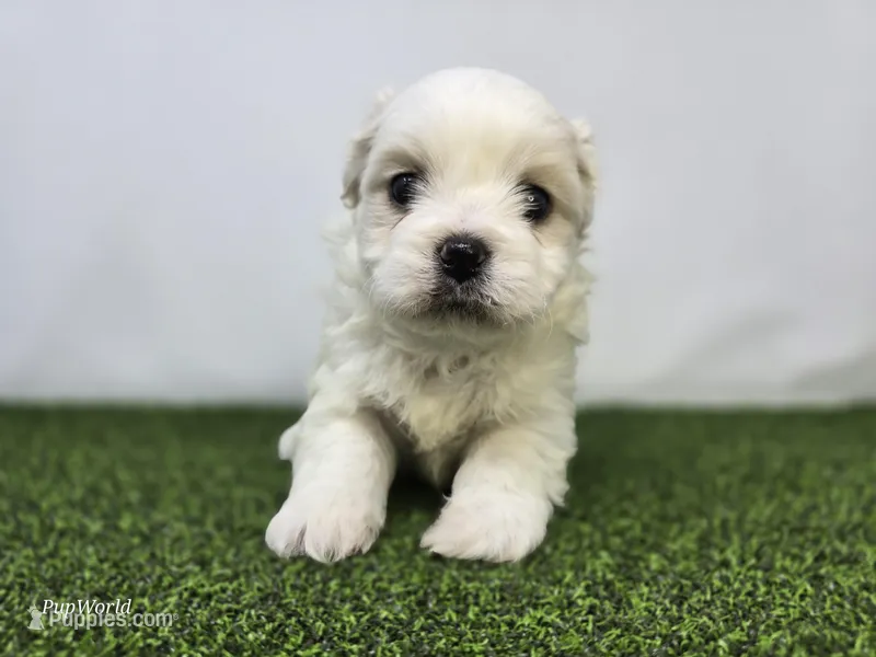 Owen – Bichon Frise, Pekingese puppy for sale in Fort Wayne, IN