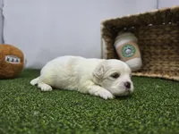 Owen, a male Bichon Frise and Pekingese for sale in Fort Wayne, IN – Photo 3 of 8