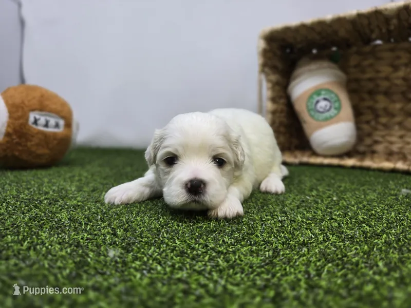 Owen – Bichon Frise, Pekingese puppy for sale in Fort Wayne, IN