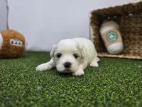 Owen, a male Bichon Frise and Pekingese for sale in Fort Wayne, IN – Photo 1 of 8