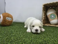 Owen, a male Bichon Frise and Pekingese for sale in Fort Wayne, IN – Photo 6 of 8