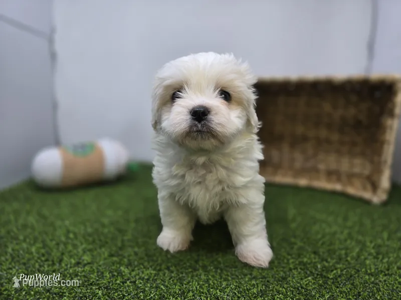 Owen – Bichon Frise, Pekingese puppy for sale in Fort Wayne, IN