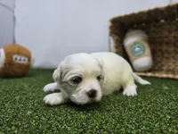 Owen, a male Bichon Frise and Pekingese for sale in Fort Wayne, IN – Photo 4 of 8