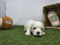 Owen, a male Bichon Frise and Pekingese for sale in Fort Wayne, IN – Photo 2 of 8