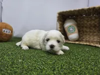 Owen, a male Bichon Frise and Pekingese for sale in Fort Wayne, IN – Photo 5 of 8