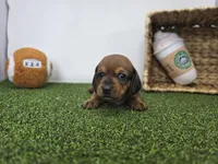 Juliette, a male Dachshund for sale in Fort Wayne, IN – Photo 4 of 8