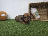 Juliette, a male Dachshund for sale in Fort Wayne, IN – Photo 3 of 8