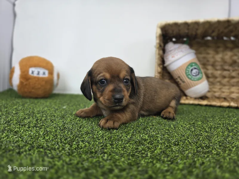 Juliette – Dachshund puppy for sale in Fort Wayne, IN