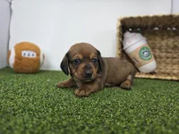 Juliette, a male Dachshund for sale in Fort Wayne, IN – Photo 1 of 8