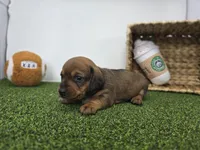 Juliette, a male Dachshund for sale in Fort Wayne, IN – Photo 5 of 8