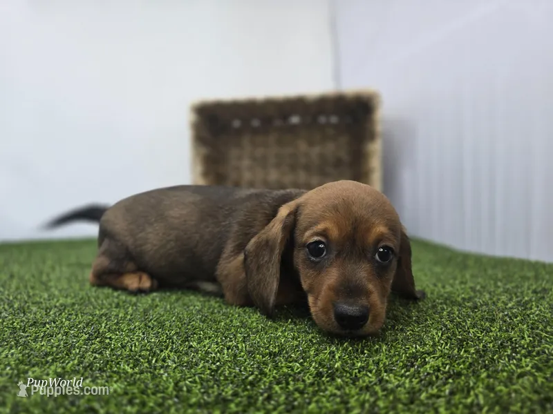 Juliette – Dachshund puppy for sale in Fort Wayne, IN