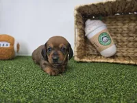 Juliette, a male Dachshund for sale in Fort Wayne, IN – Photo 2 of 8