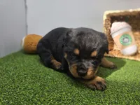 Rex, a male Rottweiler for sale in Fort Wayne, IN – Photo 3 of 6