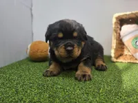 Rex, a male Rottweiler for sale in Fort Wayne, IN – Photo 2 of 6