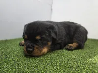 Rex, a male Rottweiler for sale in Fort Wayne, IN – Photo 4 of 6