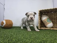 Beau, a male Frenchton for sale in Fort Wayne, IN – Photo 2 of 8