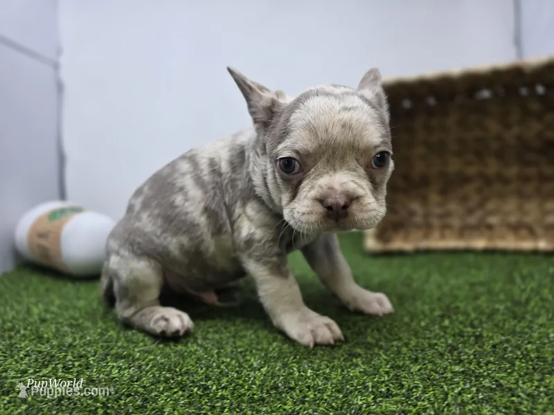 Beau – Frenchton puppy for sale in Fort Wayne, IN