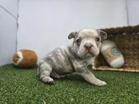 Beau, a male Frenchton for sale in Fort Wayne, IN – Photo 5 of 8