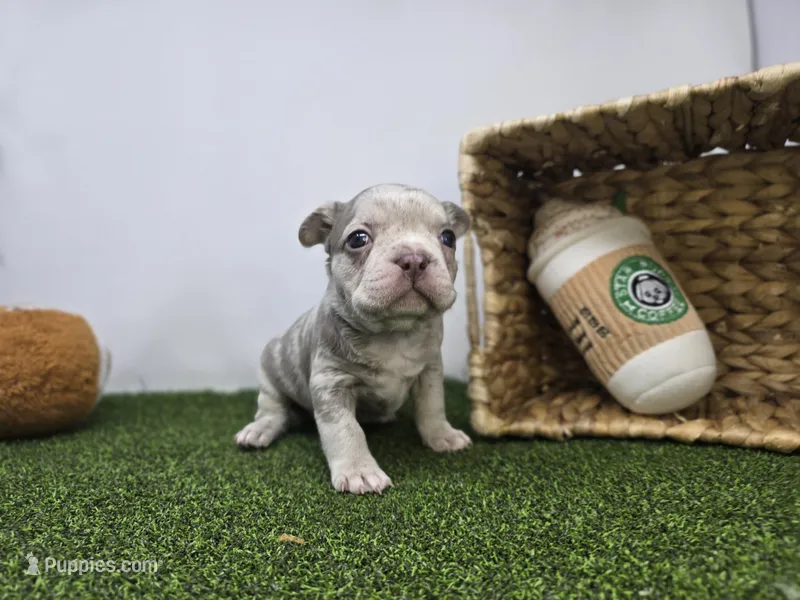 Beau – Frenchton puppy for sale in Fort Wayne, IN